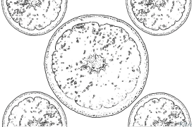 aranciu Pagine Di Culore Stampabile